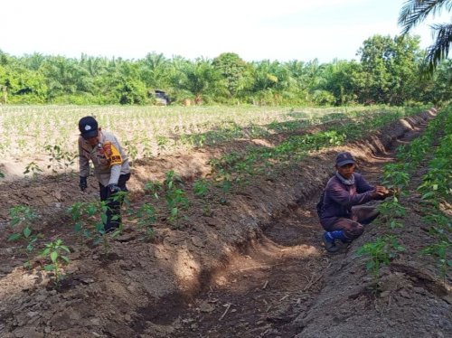 Polsek Bukit Batu Pantau Penanaman Cabai di Desa Parit Satu Api Api